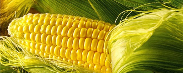 怎样种玉米高产 玉米高产种植方法分享