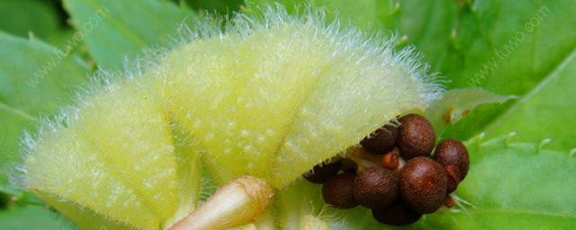 凤仙花种子如何种植 凤仙花种子播种过程