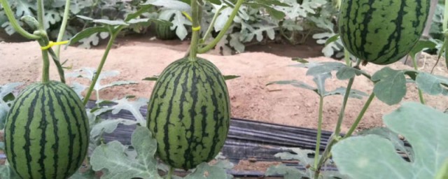 西瓜籽如何种植西瓜 西瓜籽种植的方式