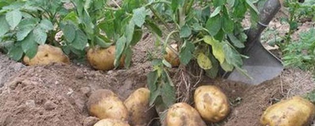 土豆的种植过程4个步骤 土豆如何种植