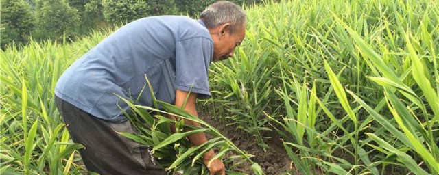 生姜如何种植才高产 生姜4个次序种植才高产