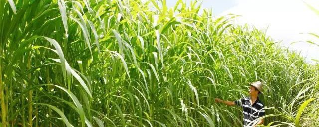 巨菌草种植技术和方法 巨菌草如何种植