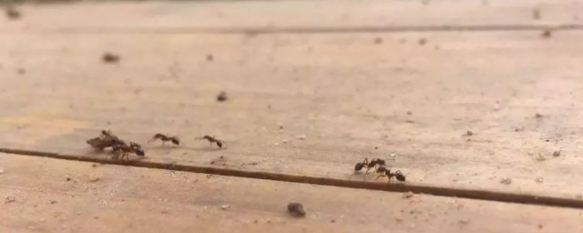 红火蚁怎么来中国的 红火蚁是怎么到中国的