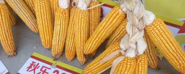 秋乐368玉米品种简介 秋乐368玉米简介
