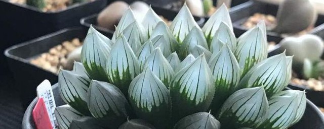 黑肌玉露养殖注意事项 黑肌玉露养殖注意的事项