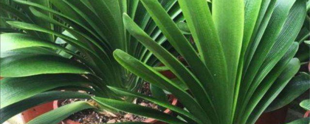 君子兰的种植方法 君子兰的种植方法及注意事项