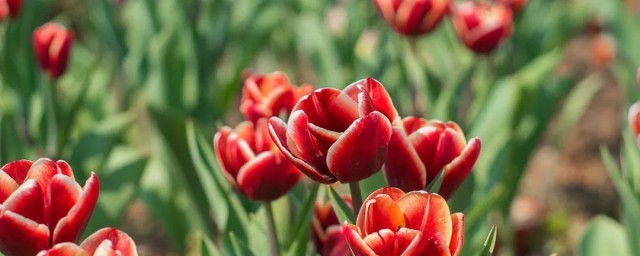 郁金香花谢后如何处理 郁金香花谢后处理方式