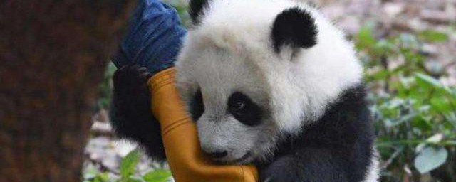 熊猫为什么是国宝? 熊猫是国宝原因