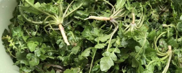 荠菜根怎么存放 荠菜根如何存放