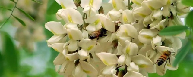 鲜槐花怎么储存 保存槐花的方法