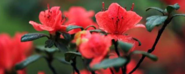 杜鹃花的介绍 杜鹃花的主要价值