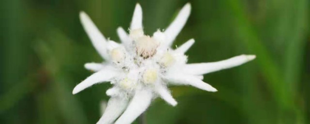雪绒花歌词中文 有关雪绒花歌词中文