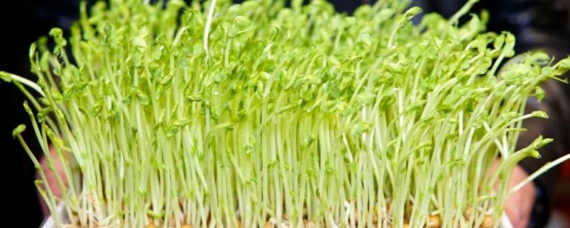 豆苗怎么种植方法 豆苗如何种植