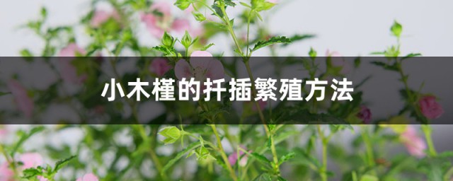 小木槿扦插要领 小木槿怎样扦插