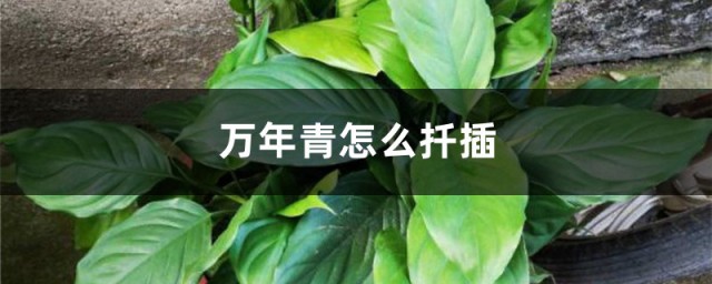 万年青扦插方法的 万年青如何扦插