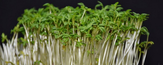 豆芽盆栽种植方法 种植豆芽盆栽方法