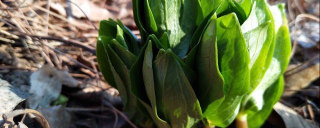 重楼的种植要领技术 种植重楼的办法简介