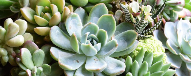 多肉植物怎么种植要领 怎样养殖多肉植物