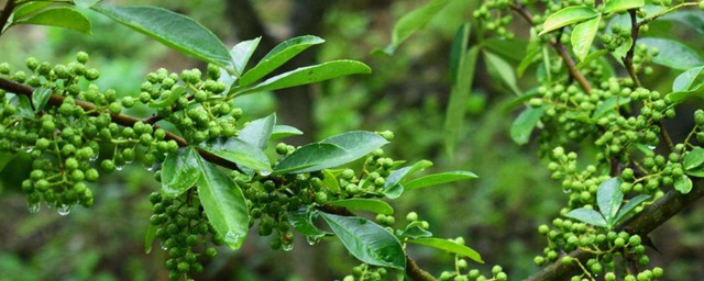花椒树的种植方法及管理技术 如何种植花椒树