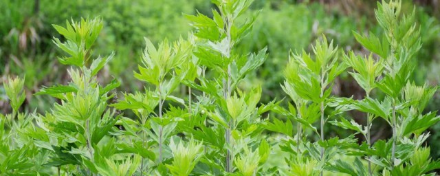 艾草如何种植方法 如何种植艾草