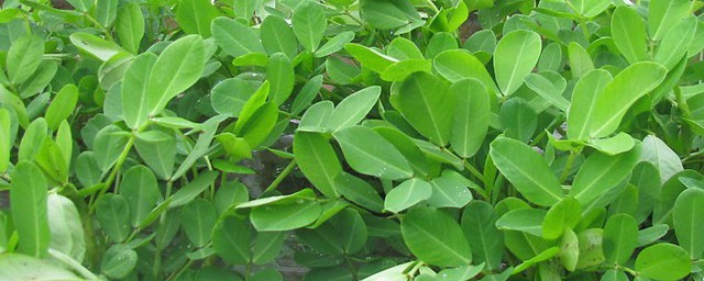 花生怎么种植方法 如何种植花生