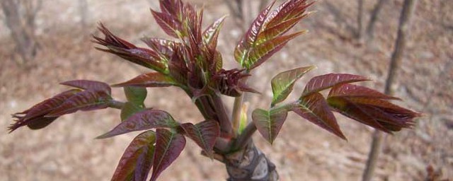 香椿如何种植方式 怎样种植香椿