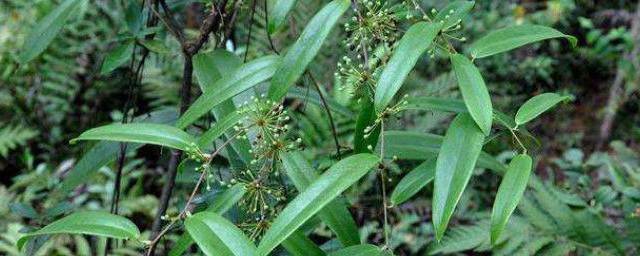 茯苓的种植要领 怎样种植茯苓