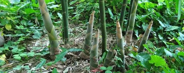 竹笋的种植方法 如何种植竹笋