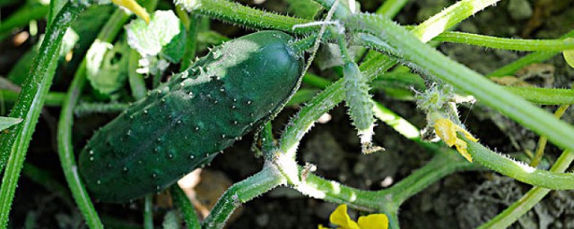 黄瓜种植时间和方式 种植黄瓜需要什么土壤