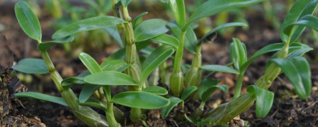 种植石斛的方法 怎么种植石斛