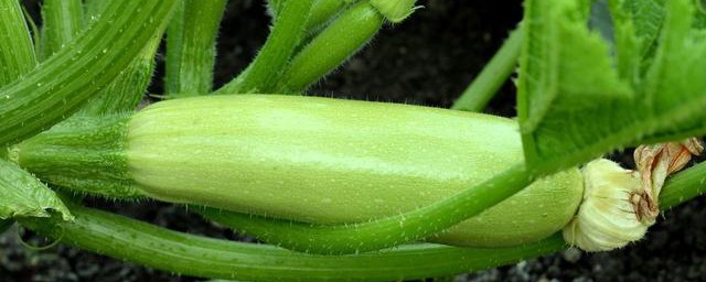 西葫芦种植要领 怎么种植西葫芦