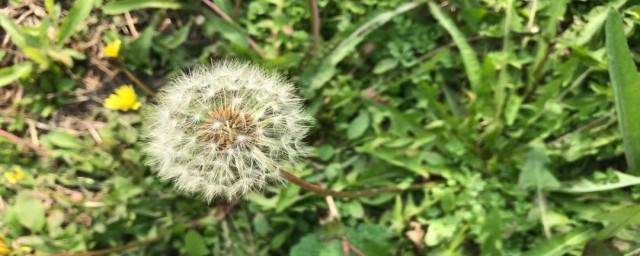 蒲公英如何种植技巧 蒲公英种植要领简介