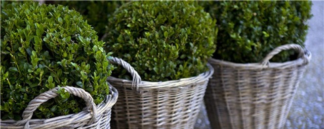 黄杨种植方法 黄杨树栽培技术分享