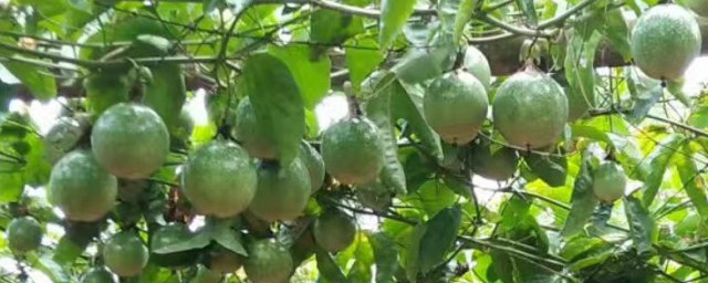 百香果如何种植方法 如何种植百香果