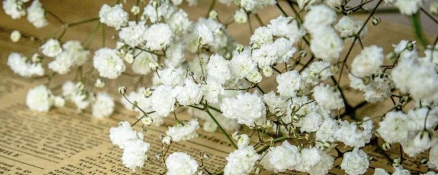 满天星如何种植方法 如何种植满天星