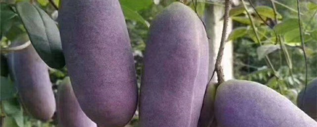 八月瓜的种植方式 八月瓜怎么种植