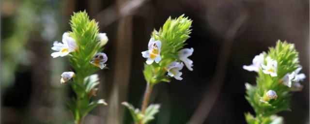 小米草种植办法 小米草如何种植