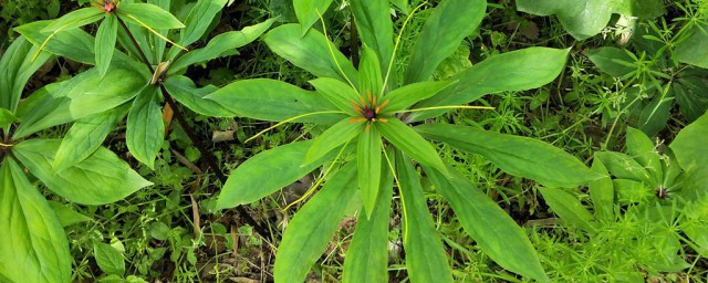 七叶一枝花种植方法 七叶一枝花如何种植