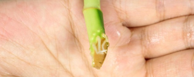 富贵竹种子种植方法 富贵竹种子如何种植