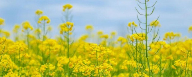 油菜花种植时间和方法 油菜花如何种植