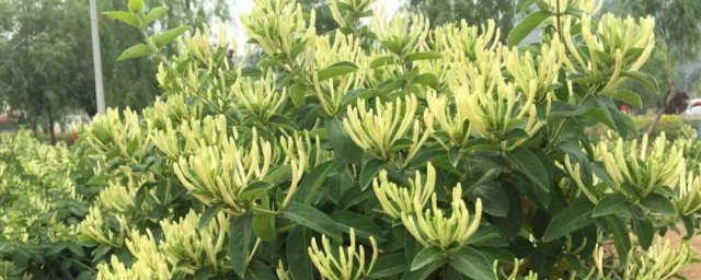 金银花怎么种植方法 金银花种植方法是什么