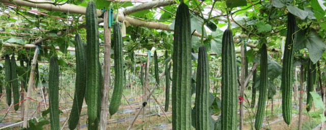 种丝瓜的种植要领 丝瓜的种植办法简介