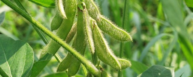黄豆的种植方式 怎样种植黄豆