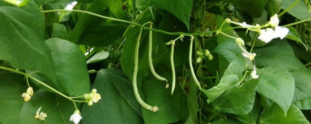 四季豆种植方法 四季豆怎么种植