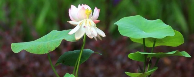 盆栽碗莲的种植要领 盆栽碗莲怎样种植