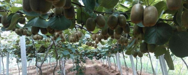 猴桃种植方法 猴桃种植方法是什么