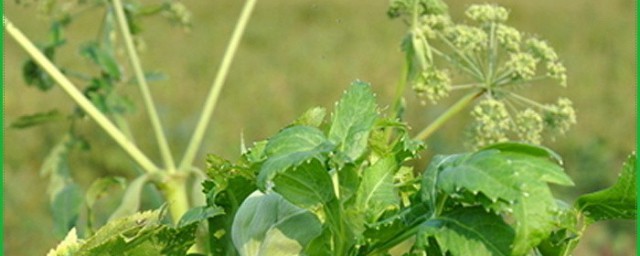 白芷的种植方法 白芷的种植方法简单介绍