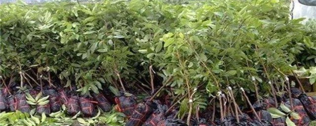 龙眼树苗的种植办法 龙眼树苗怎么种植