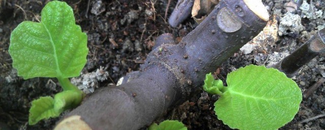 无花果插枝种植方法 无花果插枝种植方法简单介绍