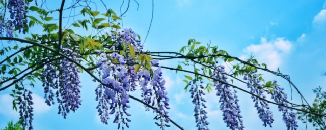 紫藤种子种植方法 紫藤种子如何种植